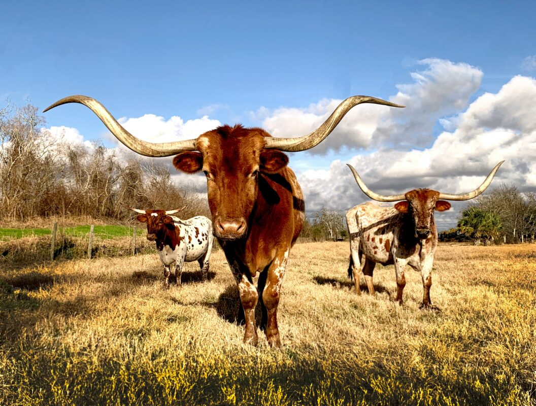 sell land in texas