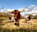sell land in texas